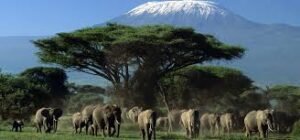 The Best Places to Visit in Kenya