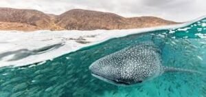 The Best Places to Visit in Djibouti