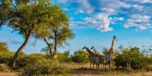The Best Places to Visit in South Africa