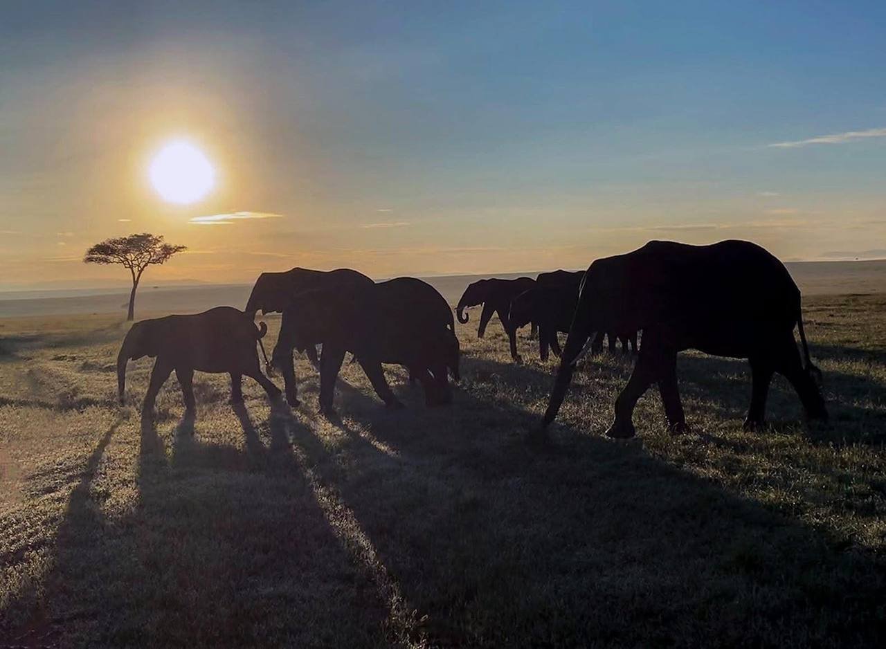Maasai mara national reserve animals